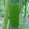 Bamboe 2